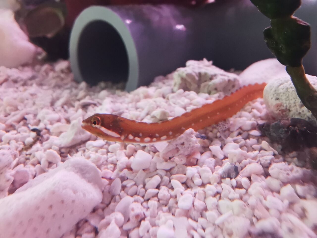 トビイトギンポ イトギンポの仲間 磯採集の魚たちの飼い方 トビイトギンポ イトギンポの仲間 磯採集の魚たちの飼い方