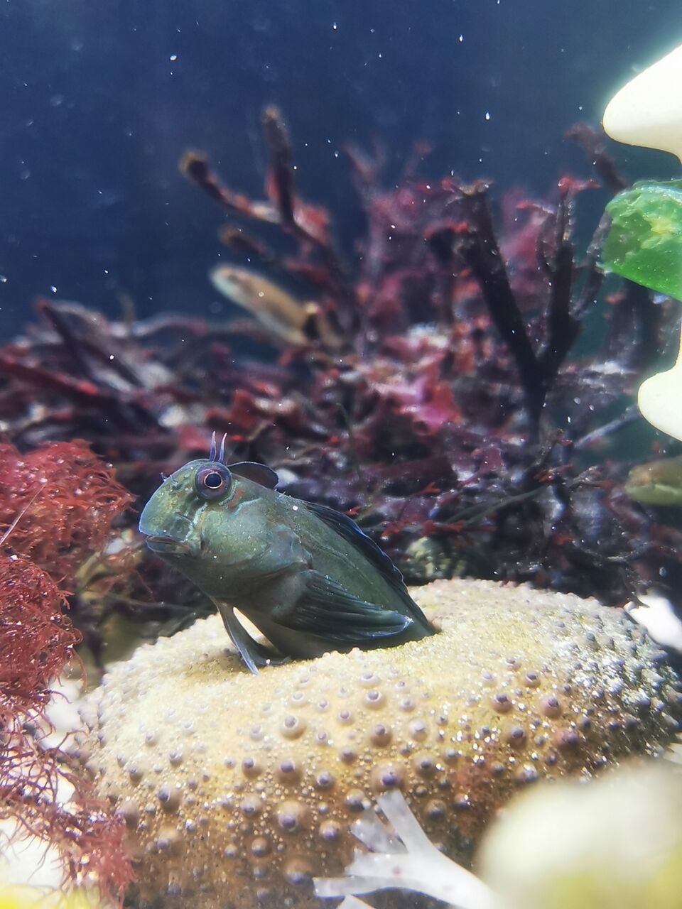 カエルウオ 磯採集の魚たちの飼い方