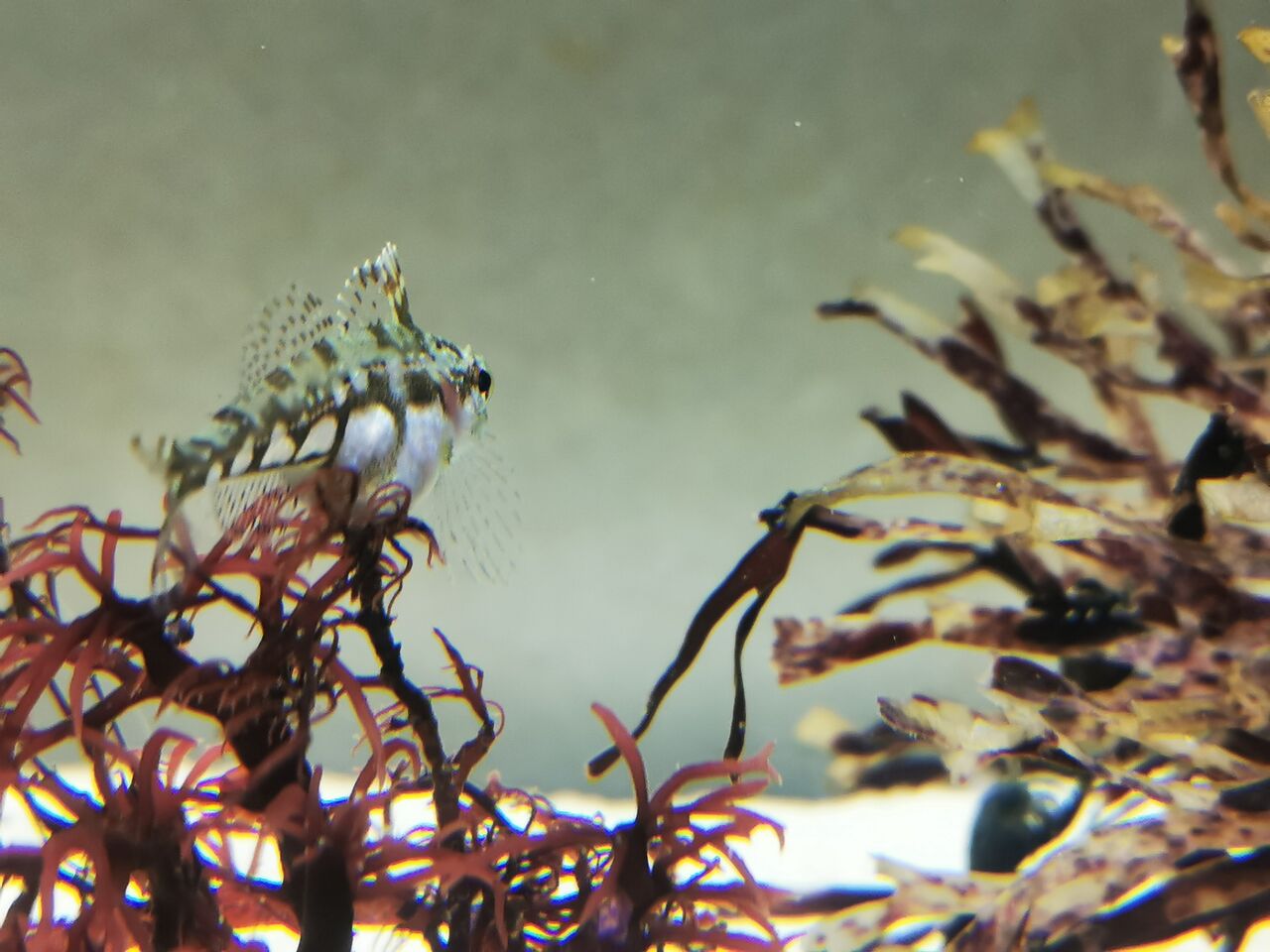 アサヒアナハゼ 磯採集の魚たちの飼い方 アサヒアナハゼ 磯採集の魚たちの飼い方