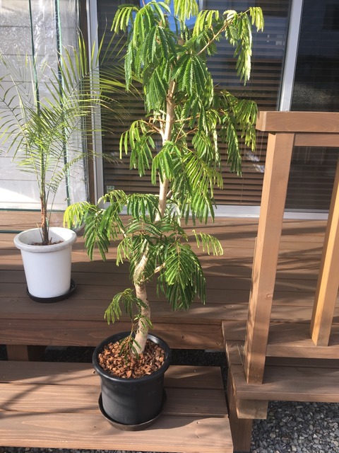 観葉植物の冬越し 開放感のある家 成長記録