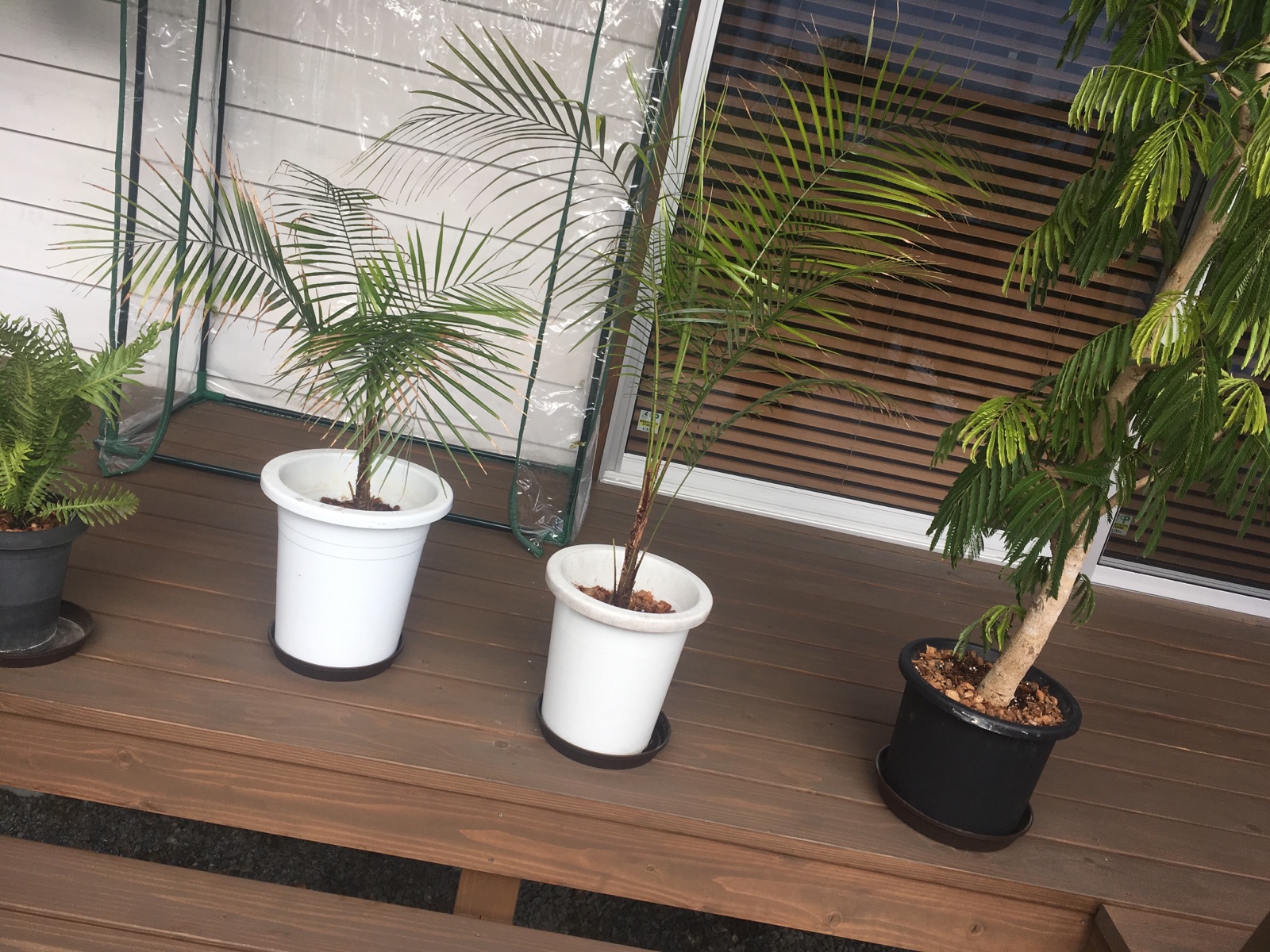 観葉植物の冬越し 開放感のある家 成長記録 観葉植物の冬越し 開放感のある家 成長記録