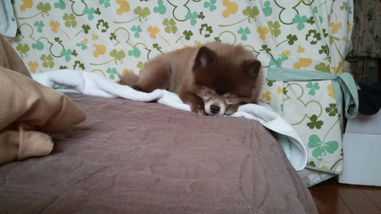 犬から学ぶ女子力 寝顔 寝起き編 No1 犬から学ぶ女子力