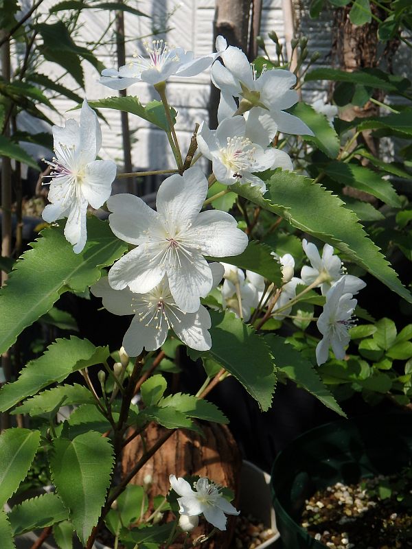 14年05月 まだ見たことのない花をさがして