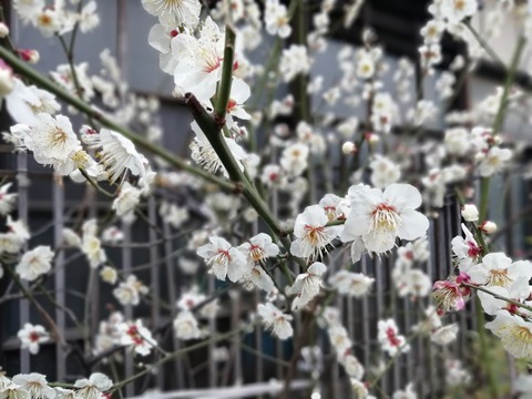 IMG_20190224_080617