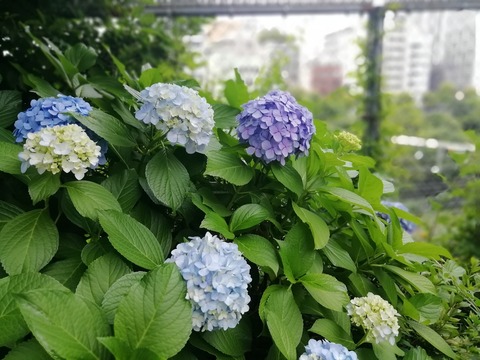 IMG_20190618_144536