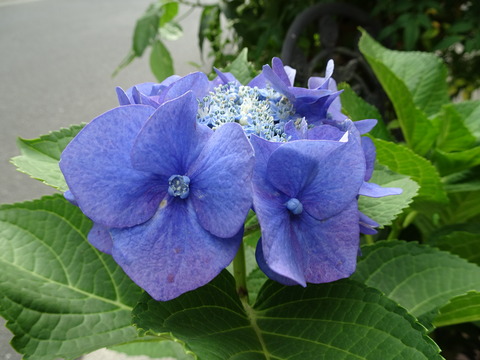DSC02799