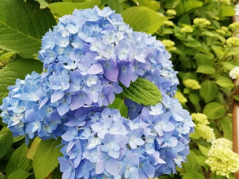 IMG_20180513_085257