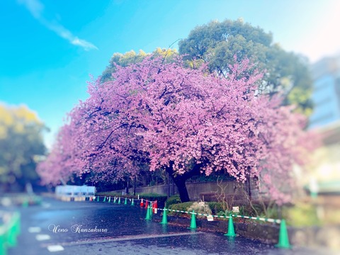 kanzakura