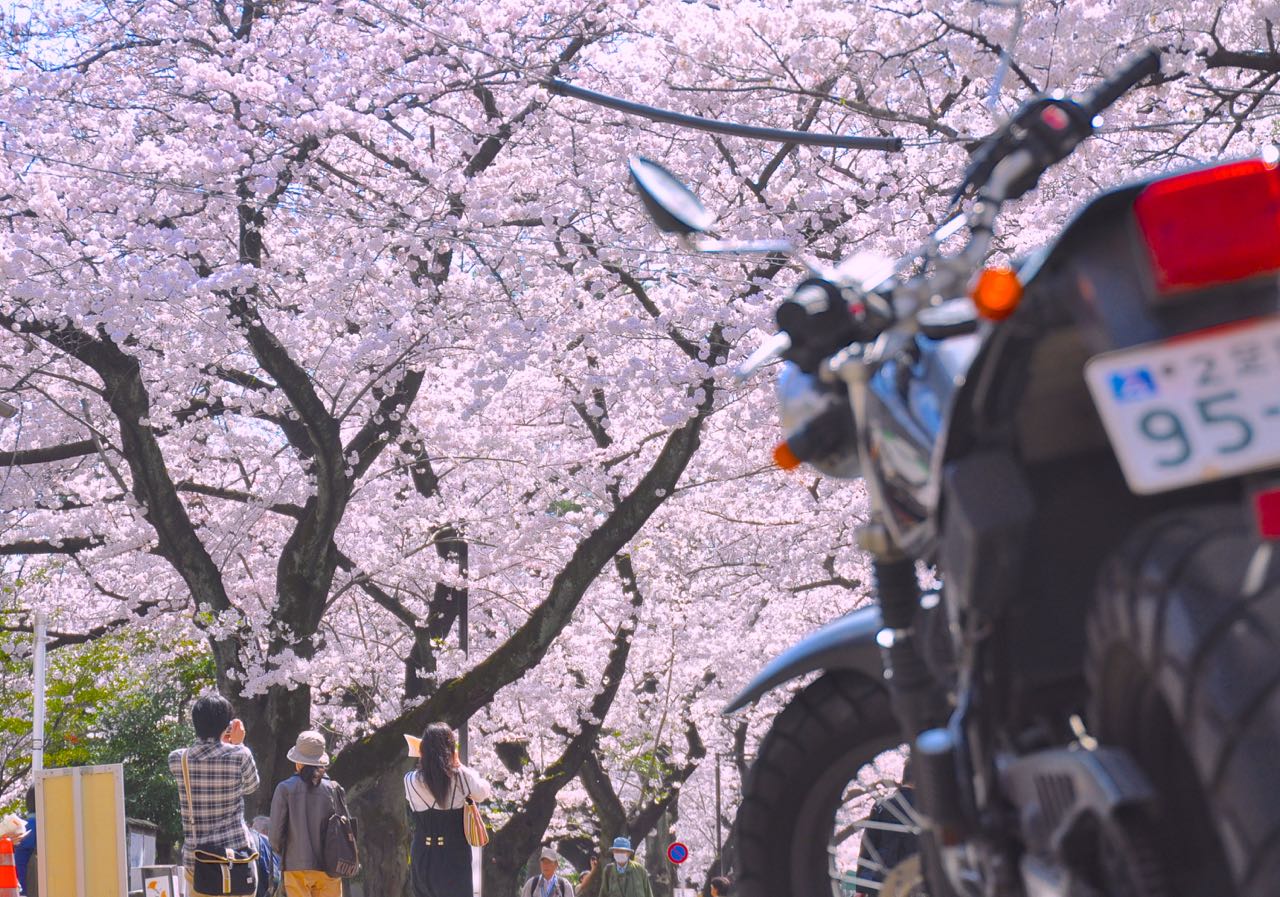 桜開花 日本才能学研究所オフィシャルブログ ღ ற ﾟ