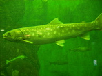 DSCF1445