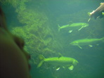 DSCF1457