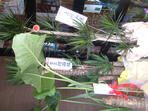 DSCF0026