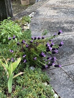 IMG_3907
