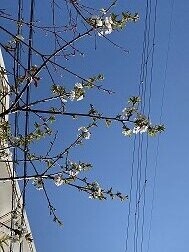 IMG_1979
