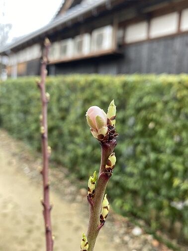 2021,3,5アーモンドの花の蕾