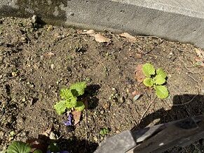 IMG_3651
