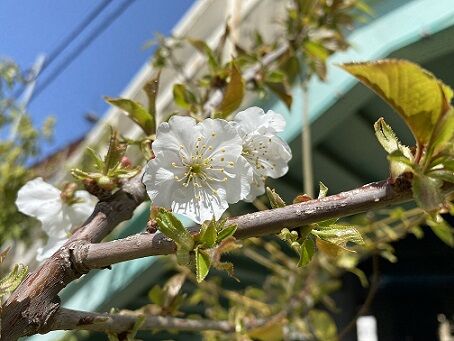 2022,4,5サクランボの桜咲く