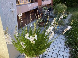 IMG_3953