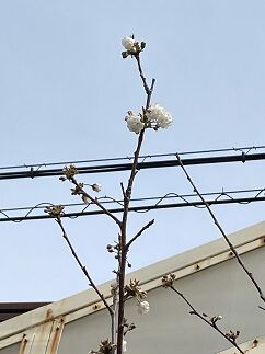 IMG_3825