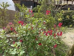 IMG_2005