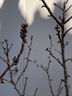 IMG_2789