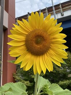 IMG_3386