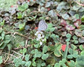 IMG_3400 - コピー