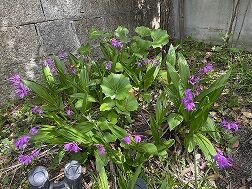 IMG_2011