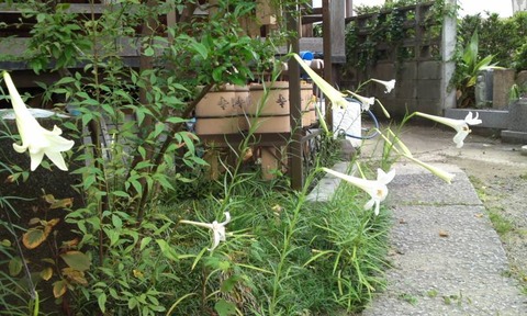 2020,8,7お寺の百合