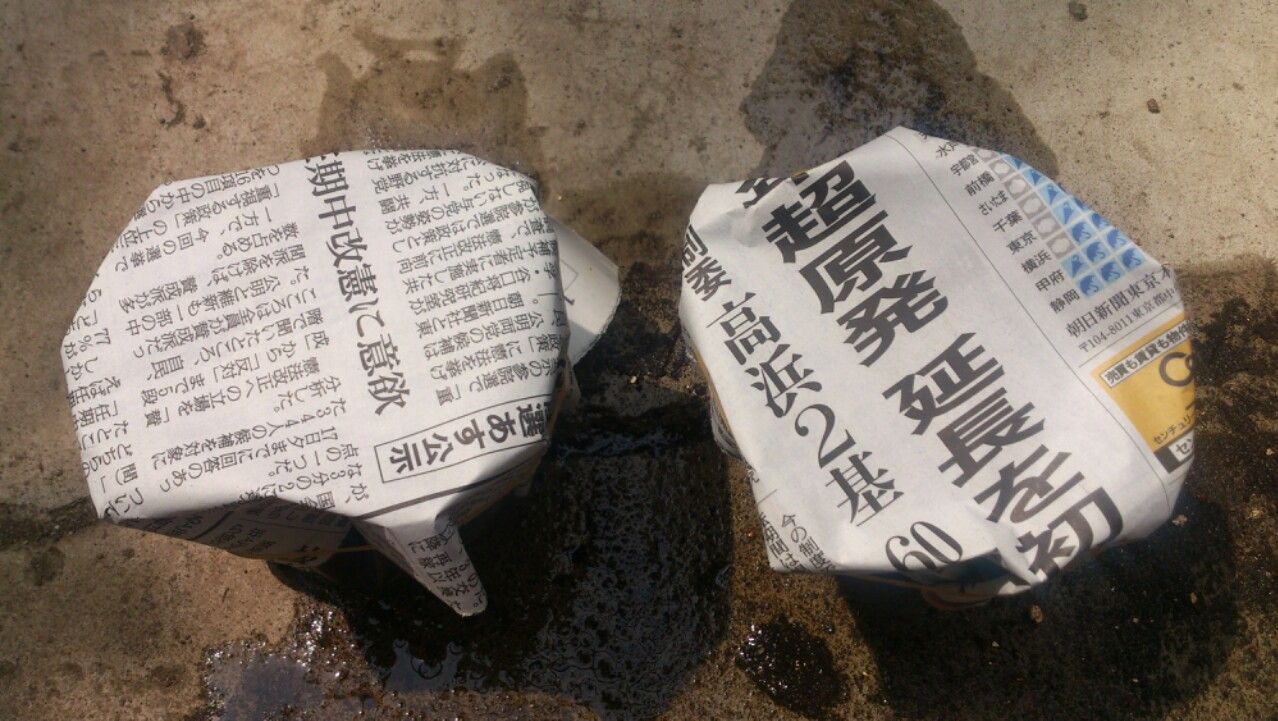 植物観察記録 島唐辛子の種からの栽培記録 ７月３日 種まき 植物図鑑 ガーデンレコード 花の易しい育て方