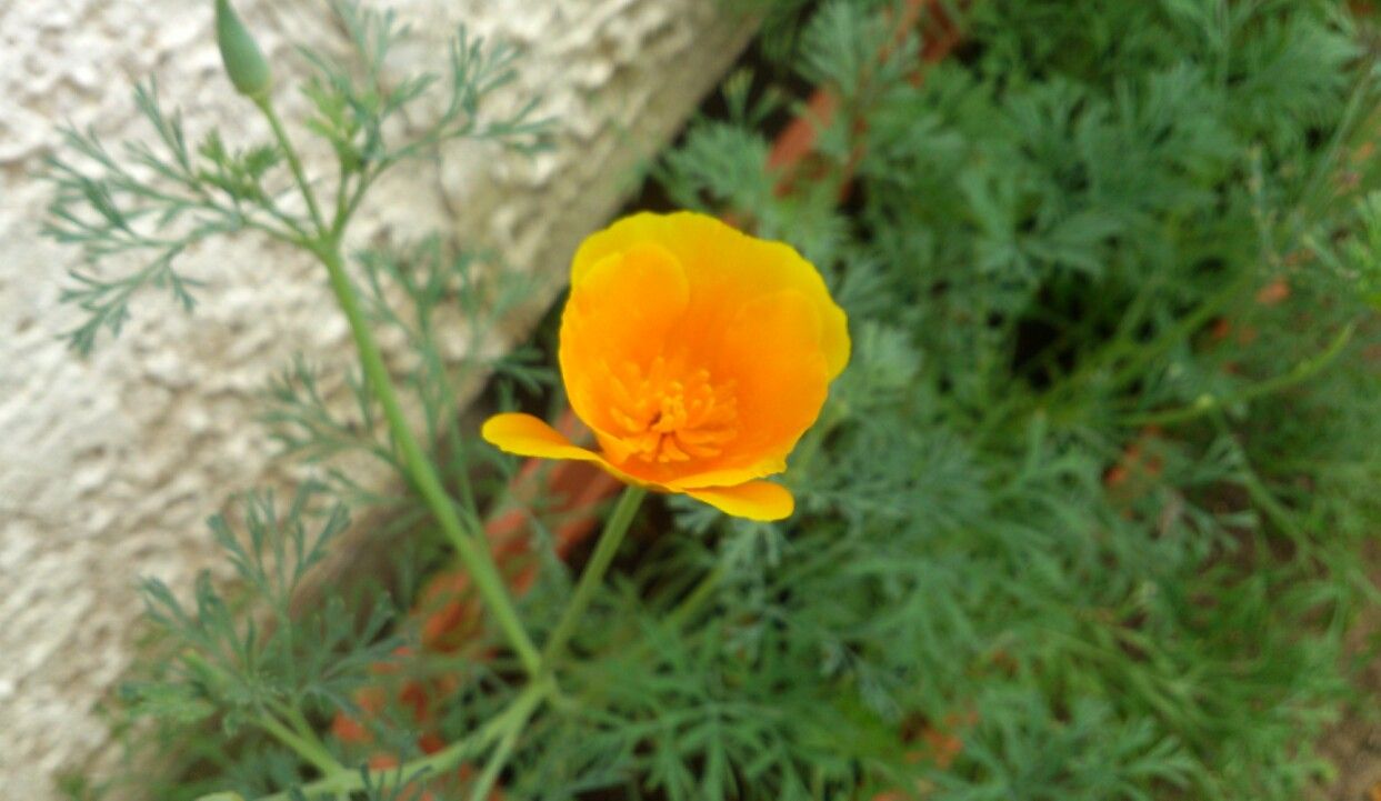植物観察記録 種から育てる花びし草 ５月２５日 ８６日目 開花 植物図鑑 ガーデンレコード 花の易しい育て方