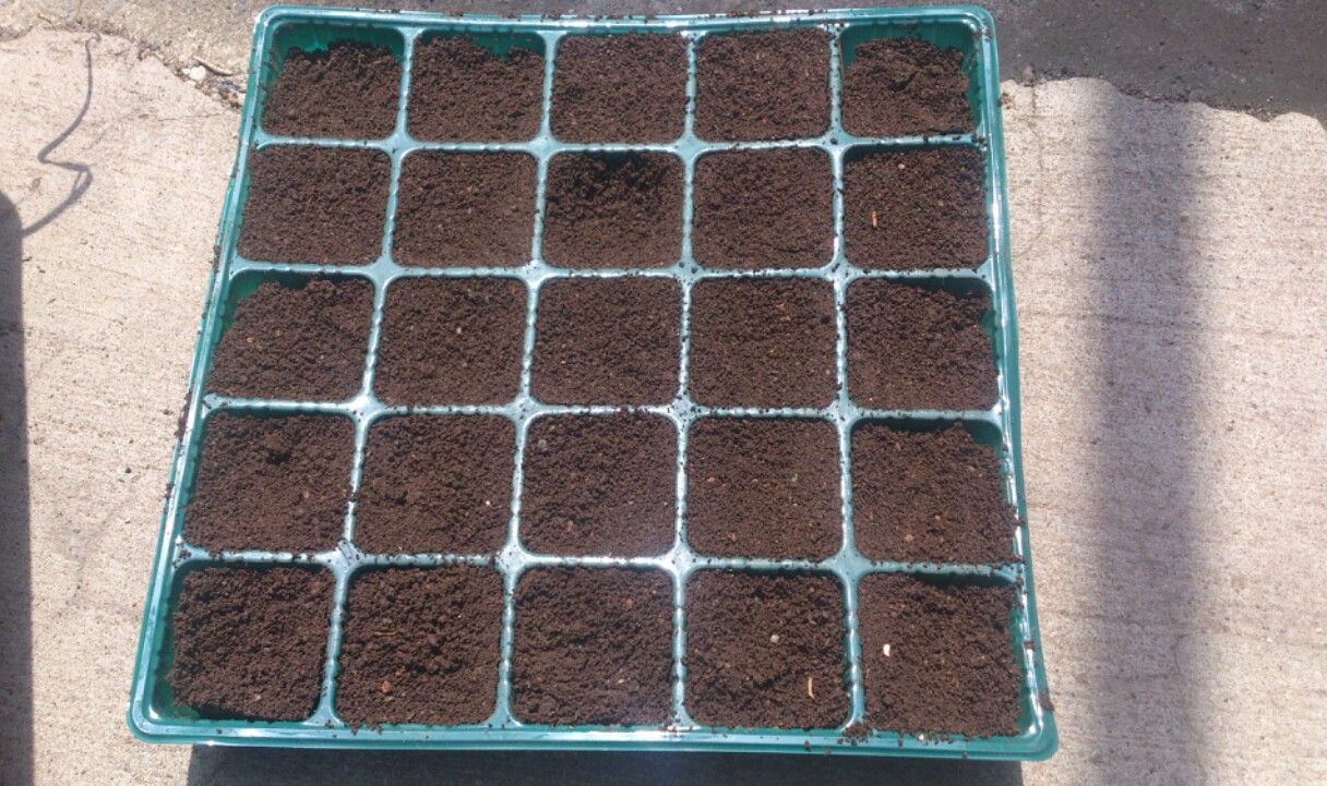 植物観察記録 種から育てるケイトウ 4月30日 1日目 種まき 植物図鑑 ガーデンレコード 花の易しい育て方 植物観察記録 種から育てるケイトウ 4月30日 1日目 種まき 植物図鑑 ガーデンレコード 花の易しい育て方