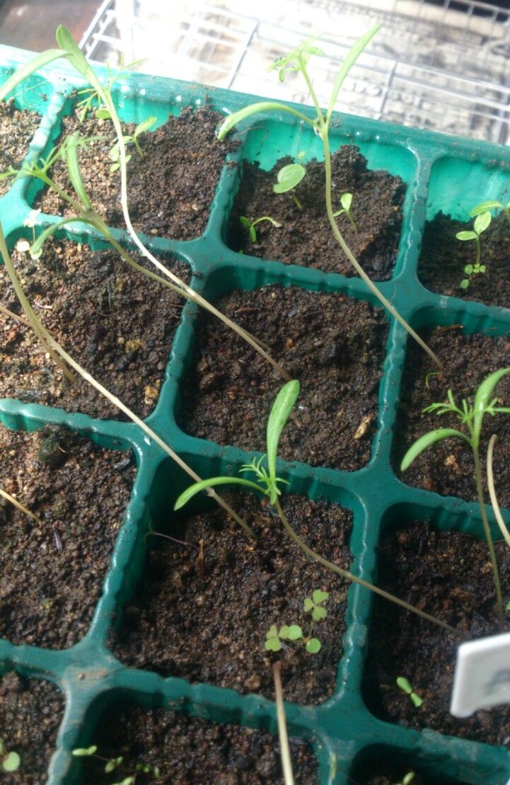 植物観察記録 コスモスが咲くまで 5月3日 17日目 本葉が増えてきました 植物図鑑 ガーデンレコード 花の易しい育て方 植物観察記録 コスモスが咲くまで 5月3日 17日目 本葉が増えてきました 植物図鑑 ガーデンレコード 花の易しい育て方