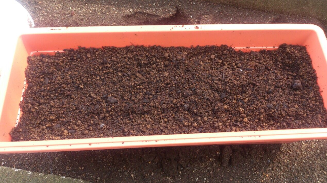 植物観察記録 かすみ草 矢車草 花びし草 帝王貝細工の植え替え ４月９日 １０日 ４０日目 ４１日目 植物図鑑 ガーデンレコード 花の易しい育て方