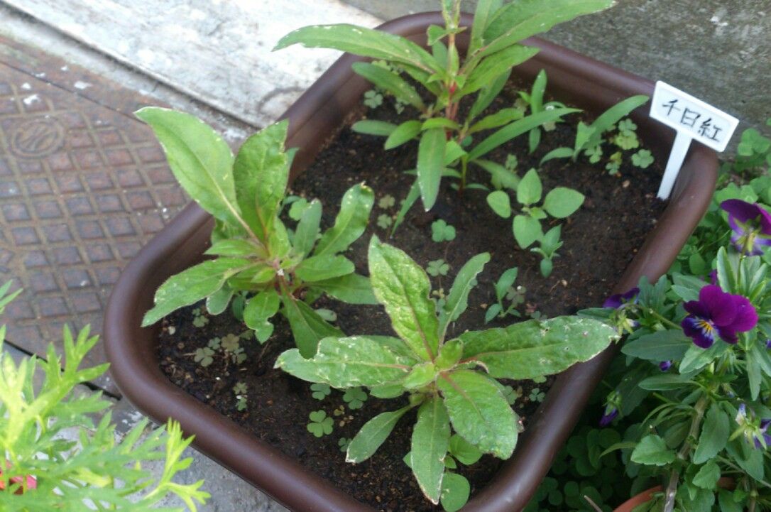 植物観察記録 千日紅の種からの栽培記録 5月24日 85日目 順調に生長してきました 植物図鑑 ガーデンレコード 花の易しい育て方 植物観察記録 千日紅の種からの栽培記録 5月24日 85日目 順調に生長してきました 植物図鑑 ガーデンレコード 花の易しい育て方