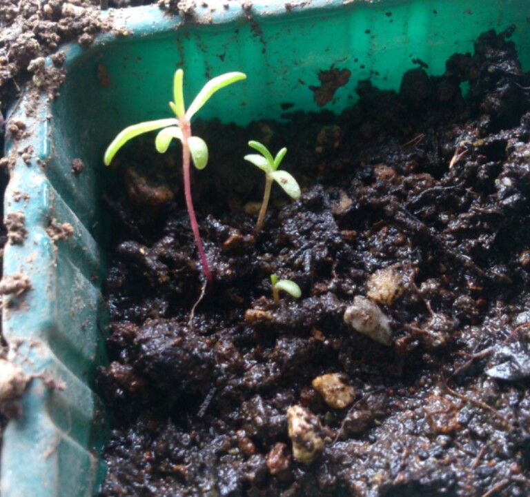マツバボタン 植物図鑑 ガーデンレコード 花の易しい育て方 マツバボタン 植物図鑑 ガーデンレコード 花の易しい育て方