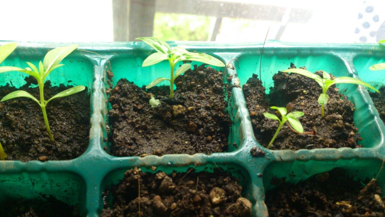 植物観察記録 種から育てた日々草 ５月２６日 ３９日目 白い筋がはっきりしてきました 植物図鑑 ガーデンレコード 花の易しい育て方