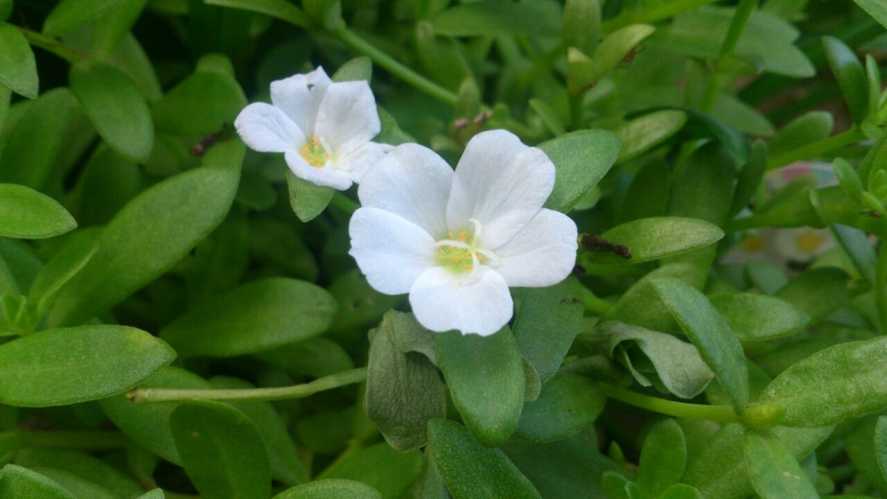 植物図鑑 ポーチュラカ ハナスベリヒユ の易しい育て方 植物図鑑 ガーデンレコード 花の易しい育て方