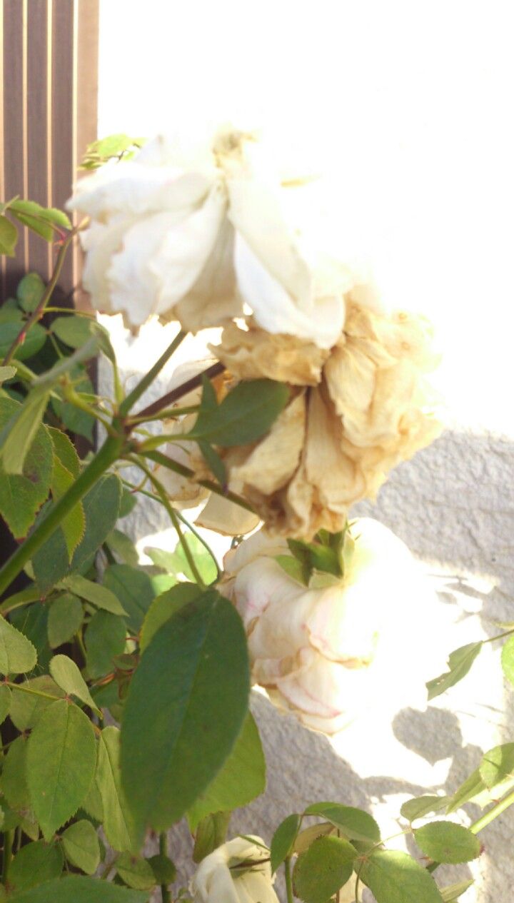 植物観察記録 薔薇の花がら摘み 植物図鑑 ガーデンレコード 花の易しい育て方 植物観察記録 薔薇の花がら摘み 植物図鑑 ガーデンレコード 花の易しい育て方