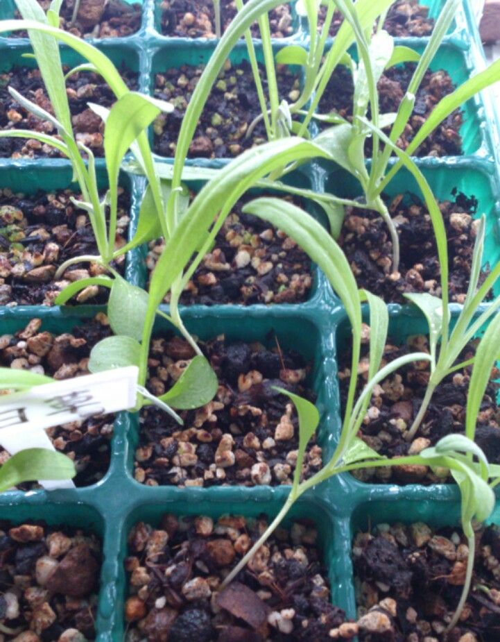 植物観察記録 矢車草の種からの栽培記録 ４月８日 本葉の数が増えてきました 植物図鑑 ガーデンレコード 花の易しい育て方