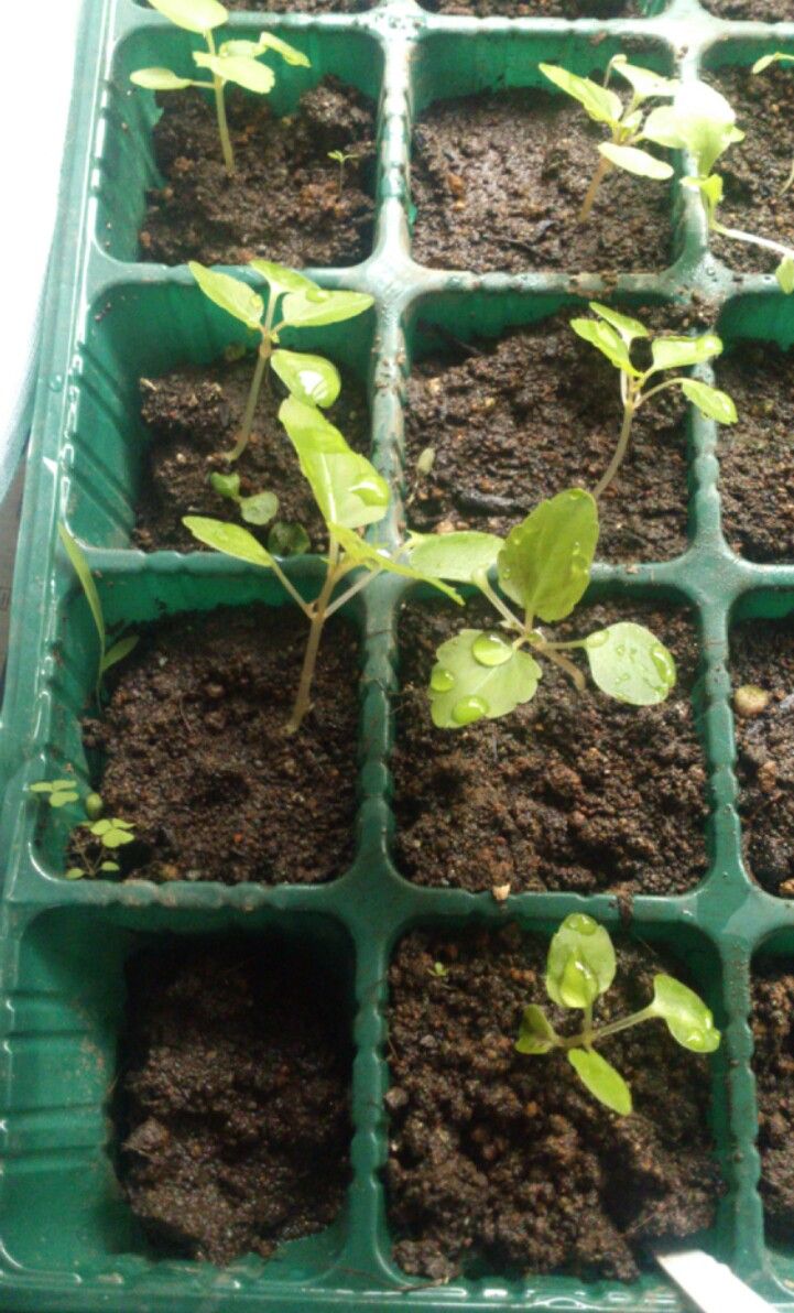 植物観察記録 種から育てたインパチェンス ５月１６日 ３０日目 成長過程 植物図鑑 ガーデンレコード 花の易しい育て方