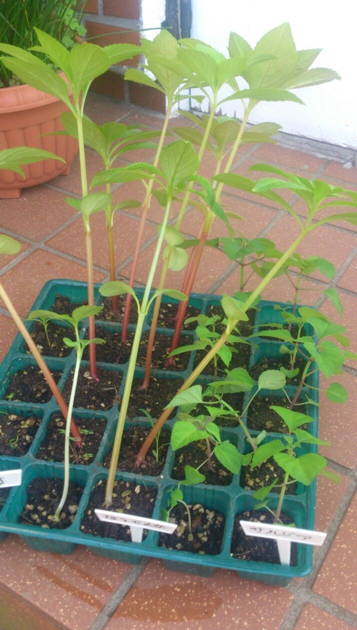 植物観察記録 コスモス ほうせんか ミニヒマワリ キンセンカ サルビア インパチェンス つりがね草の植え替え 5月22日 36日目 植物図鑑 ガーデンレコード 花の易しい育て方 植物観察記録 コスモス ほうせんか ミニヒマワリ キンセンカ サルビア インパチェンス つりがね草の植え替え 5月22日 36日目 植物図鑑 ガーデンレコード 花の易しい育て方