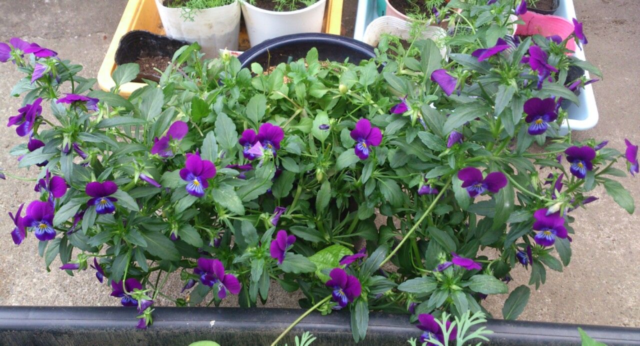 植物観察記録 種から育てるビオラ 5月26日 種取り 植物図鑑 ガーデンレコード 花の易しい育て方 植物観察記録 種から育てるビオラ 5月26日 種取り 植物図鑑 ガーデンレコード 花の易しい育て方