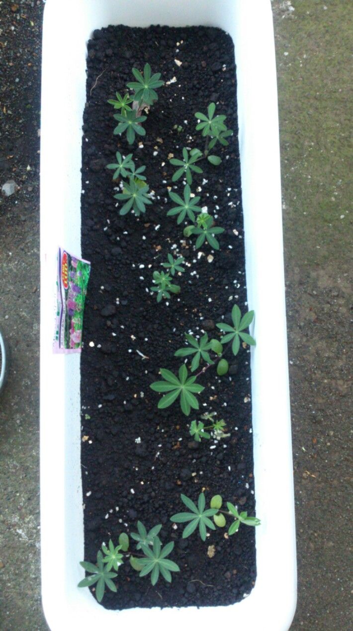植物観察記録 種から育てるルピナス ５５日目 １１月２８日 ルピナスの植え替えをしました 植物図鑑 ガーデンレコード 花の易しい育て方