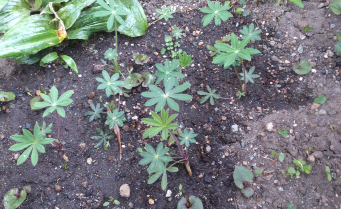 植物観察記録 種から育てるルピナス ３月２５日 １７３日目 復活してきました 植物図鑑 ガーデンレコード 花の易しい育て方