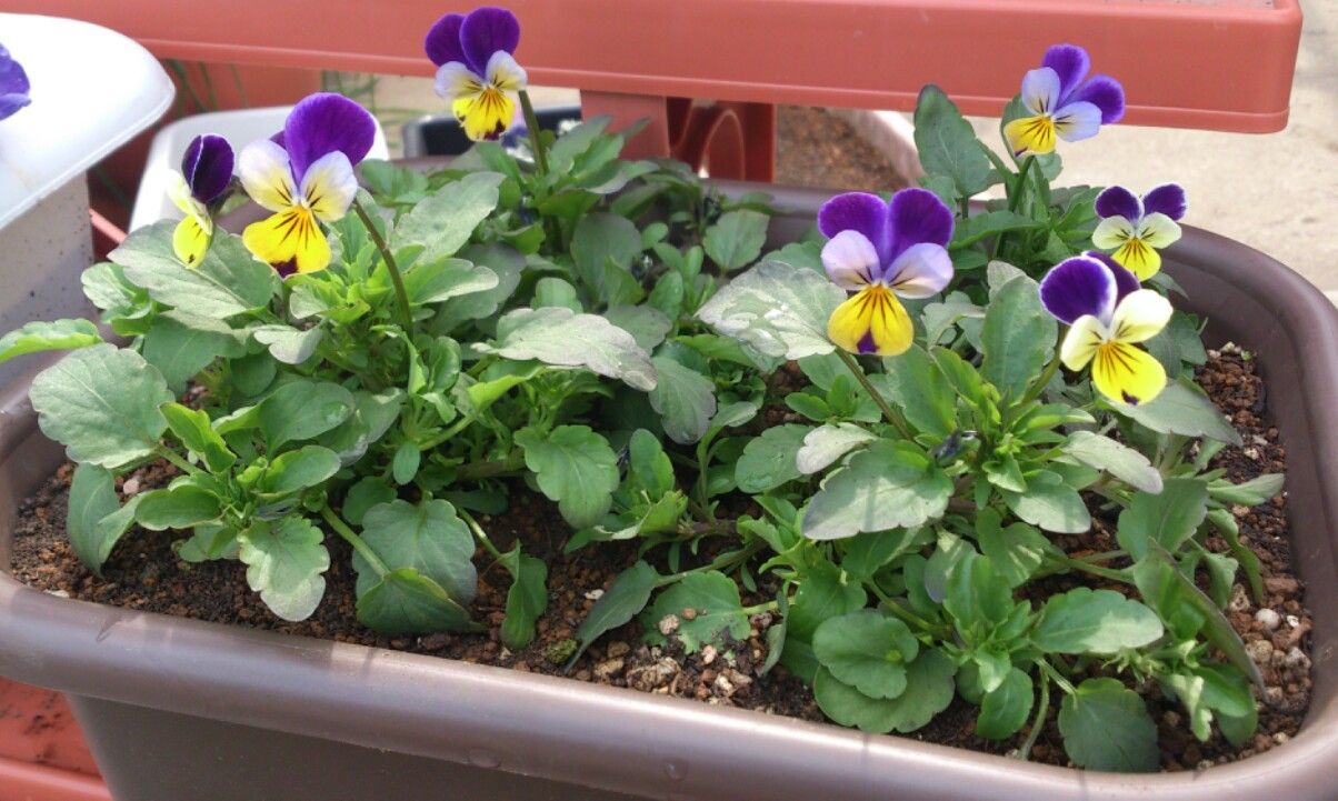 植物観察記録 種から育てるビオラ 3月18日 167日目 鉢に植え替えました 植物図鑑 ガーデンレコード 花の易しい育て方 植物観察記録 種から育てるビオラ 3月18日 167日目 鉢に植え替えました 植物図鑑 ガーデンレコード 花の易しい育て方