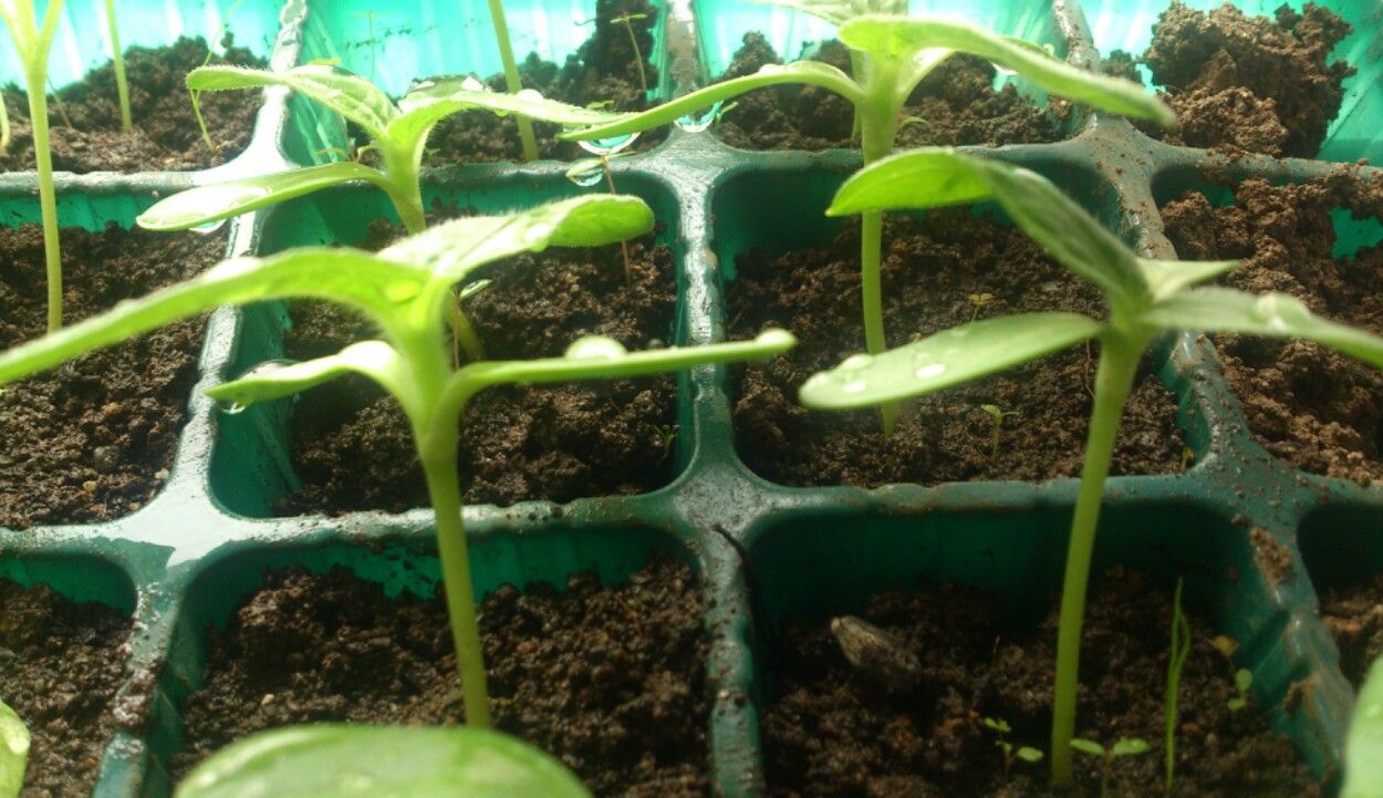 植物観察記録 ミニヒマワリが咲くまで ５月５日 １９日目 本葉が増えてきました 植物図鑑 ガーデンレコード 花の易しい育て方
