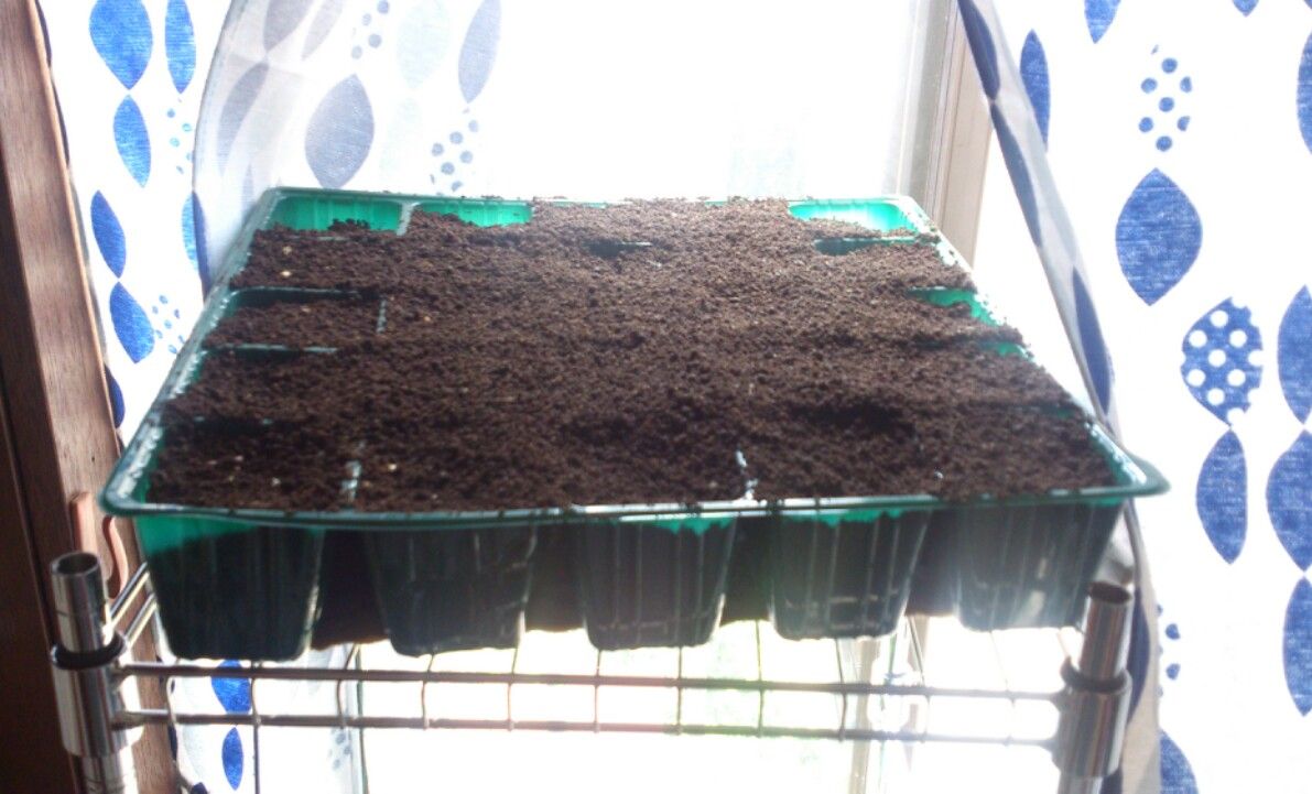 植物観察記録 種から育てるケイトウ 4月30日 1日目 種まき 植物図鑑 ガーデンレコード 花の易しい育て方 植物観察記録 種から育てるケイトウ 4月30日 1日目 種まき 植物図鑑 ガーデンレコード 花の易しい育て方