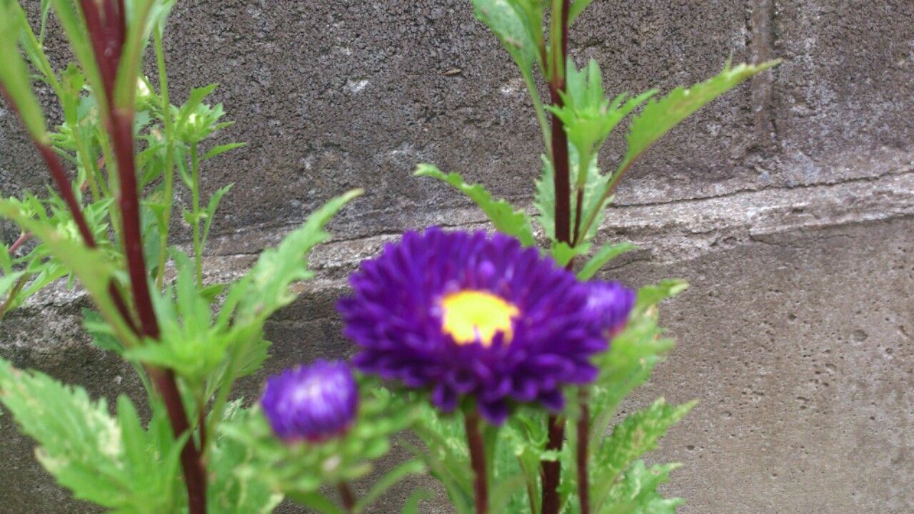 植物観察記録 アスターの種からの栽培記録 7月8日 130日目 開花 植物図鑑 ガーデンレコード 花の易しい育て方 植物観察記録 アスターの種からの栽培記録 7月8日 130日目 開花 植物図鑑 ガーデンレコード 花の易しい育て方