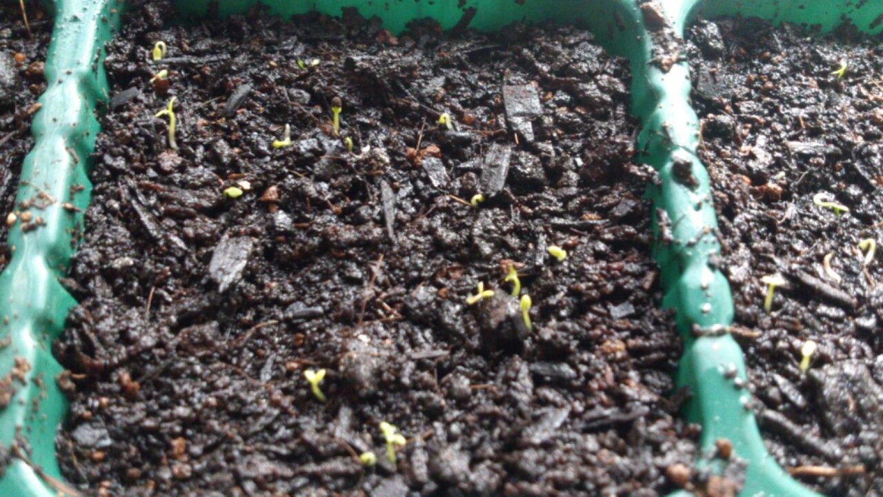 植物観察記録 種から育てる金魚草 ３月１３日 １３日目 発芽 植物図鑑 ガーデンレコード 花の易しい育て方